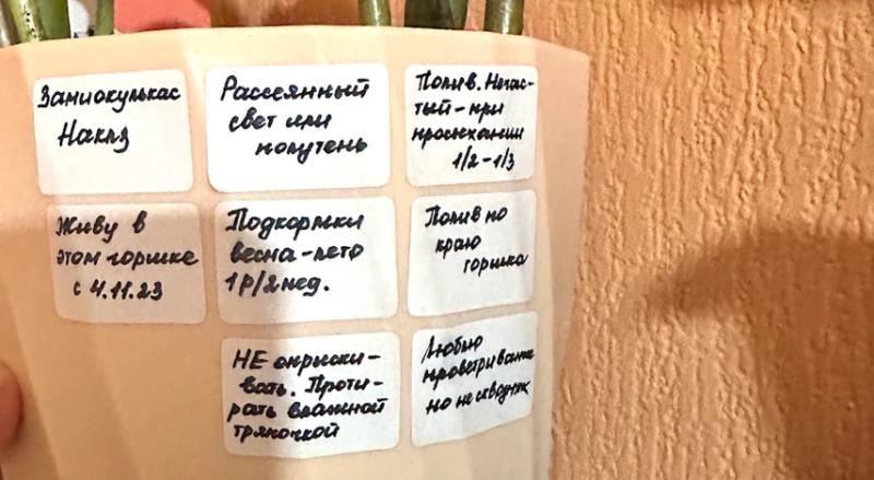 Пересадка замиокулькаса в домашних условиях после покупки: пошаговый мастер-класс с фото