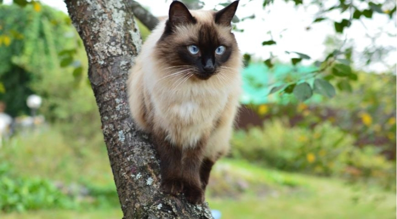 Самые ласковые породы кошек, советы эксперта