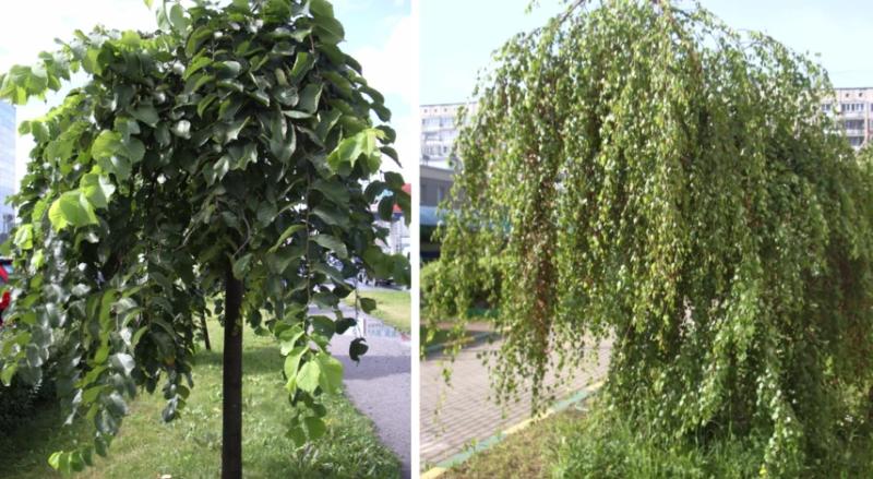 Плакучее дерево в ландшафтном дизайне: виды, описание и размножение