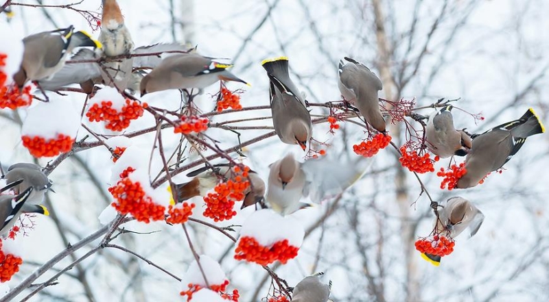 14 самых популярных растений с декоративными плодами для зимнего сада