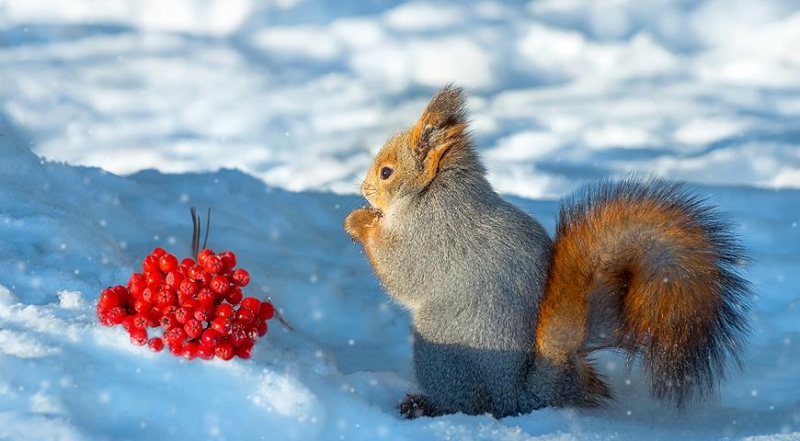 Чем зимой можно кормить снегирей, свиристелей и синиц-лазоревок?