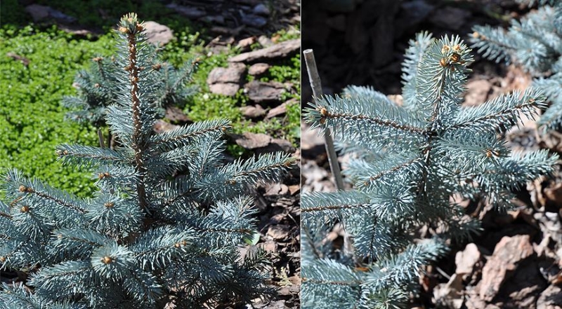 Фотокаталог самых красивых сортов голубых елей