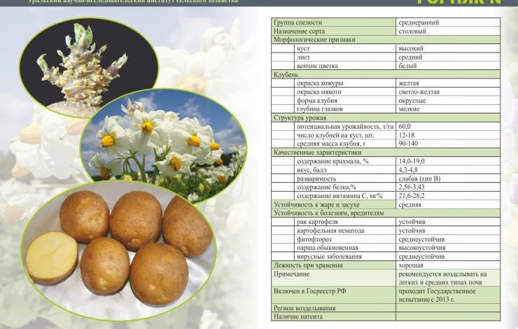 Картофель для Урала: обзор лучших сортов