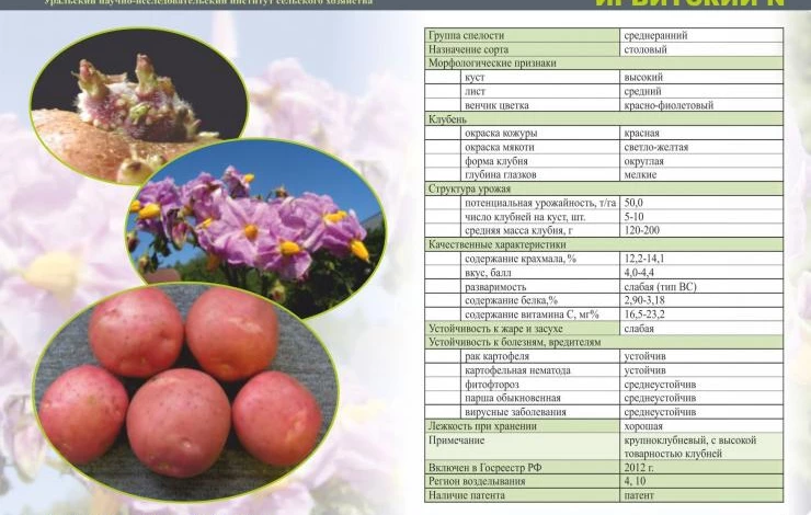 Картофель для Урала: обзор лучших сортов