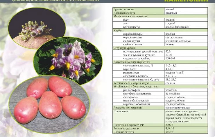 Картофель для Урала: обзор лучших сортов