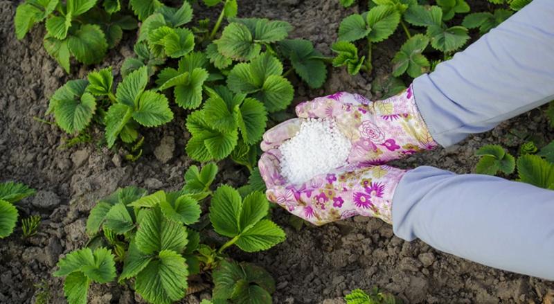 Подкормка клубники после плодоношения: уход после сбора урожая и примеры удобрений