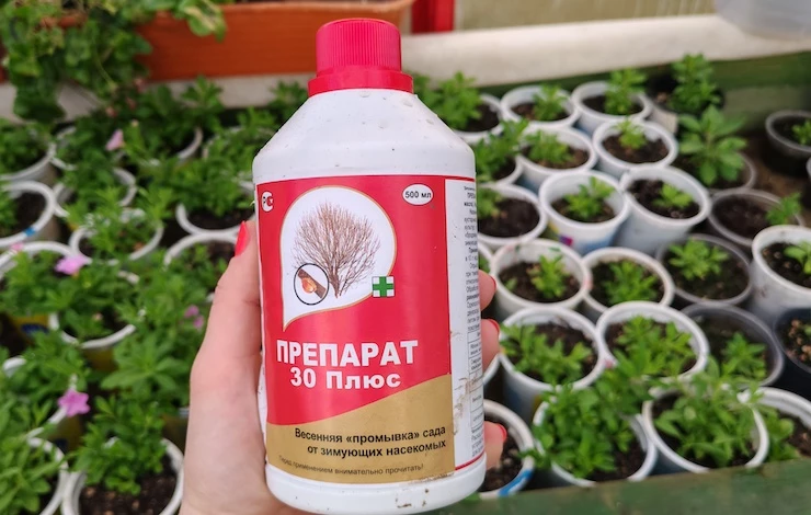 Розы весной: обрезка, полив, подкормка, обработка и другой уход после зимы