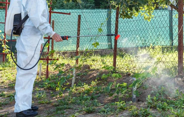 Фунгициды для винограда: описание средств, их виды и способы внесения для борьбы с болезнями ягоды