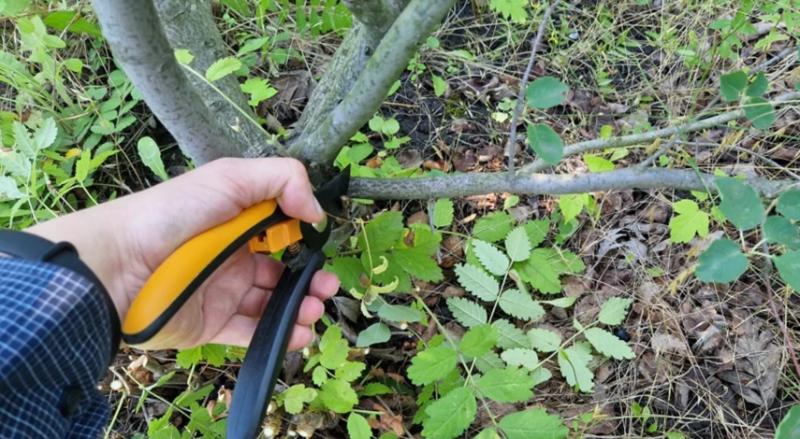 Обрезка ирги весной, летом и осенью: доступный пошаговый мастер-класс с фото