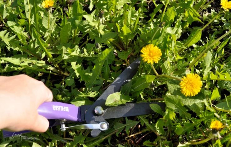 Рецепты удобрений из одуванчиков: как приготовить и применять полезный раствор в саду и огороде