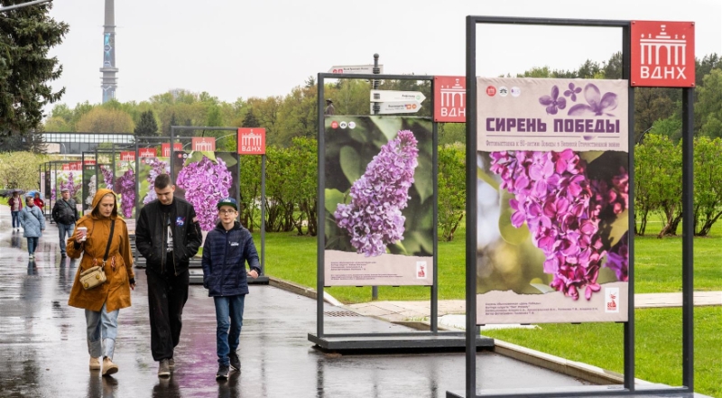 Сирень в честь Дня Победы: главные сорта, история и память