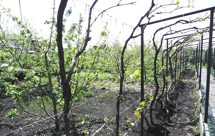 Уход за виноградом весной: пошаговая инструкция от раскрытия до цветения