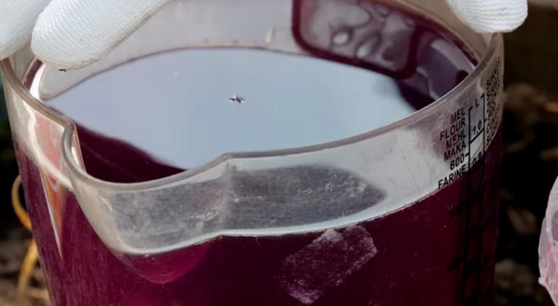 Замачивание семян моркови перед посадкой: 12 способов для быстрого прорастания и дружных всходов