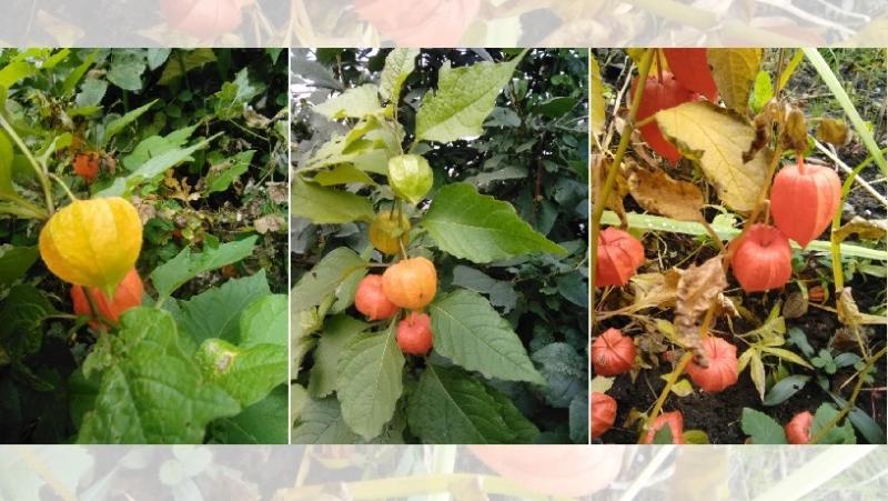 Декоративный физалис: выращивание из семян и рассадой