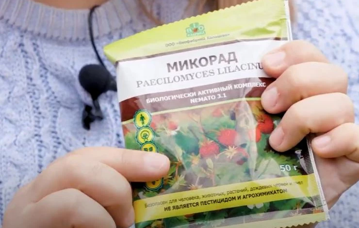 Как избавиться от нематоды на клубнике безопасными методами: рекомендации эксперта