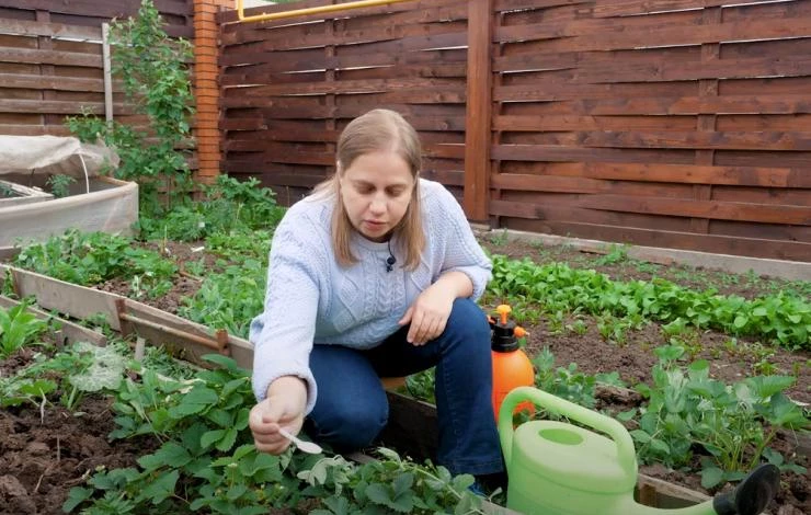 Как избавиться от нематоды на клубнике безопасными методами: рекомендации эксперта