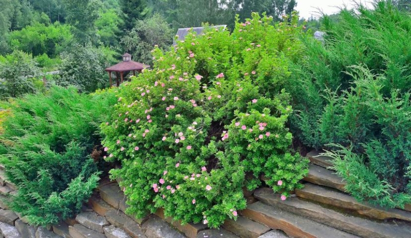 Лапчатка кустарниковая: самые красивые сорта