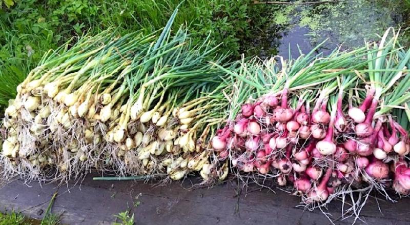 Подкормка лука весной и летом: народные средства и график внесения удобрений