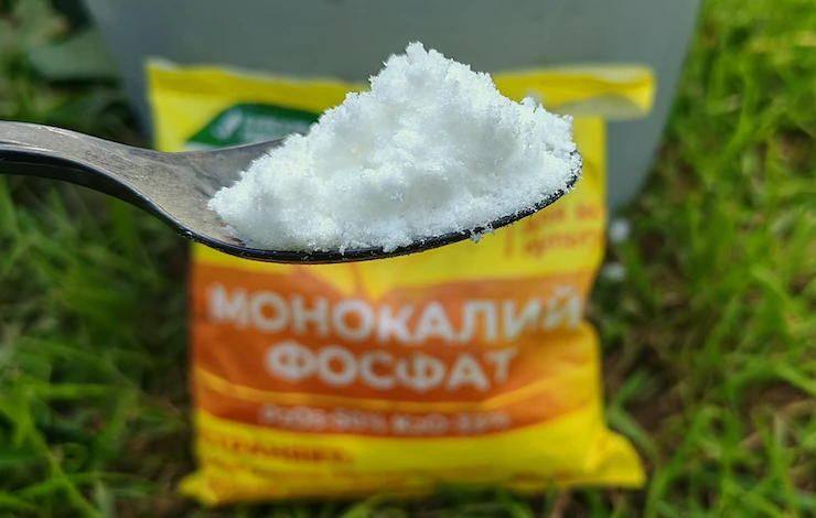 Подкормка роз: лучшие удобрения, способы и график внесения