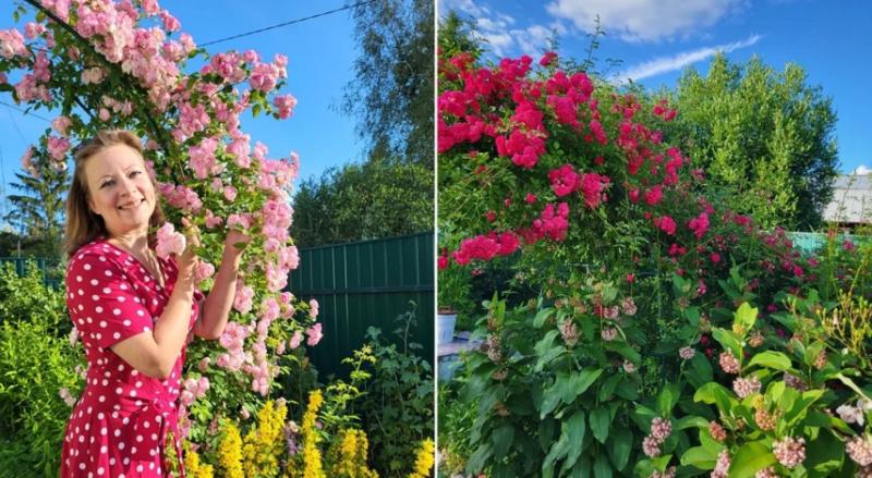 Подкормка роз в июле: чем можно и чем нельзя удобрять кусты, как правильно вносить питание