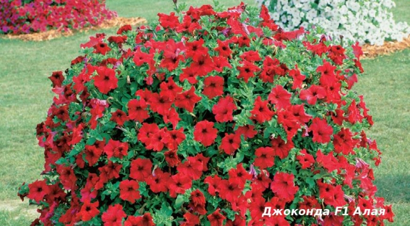 Топ-12 растений для патриотической клумбы в цветах российского флага