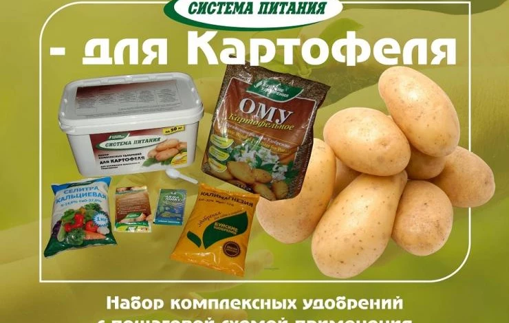 5 советов для картофеля: чем удобрить, когда подкормить, как обработать