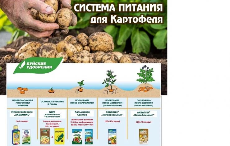 5 советов для картофеля: чем удобрить, когда подкормить, как обработать