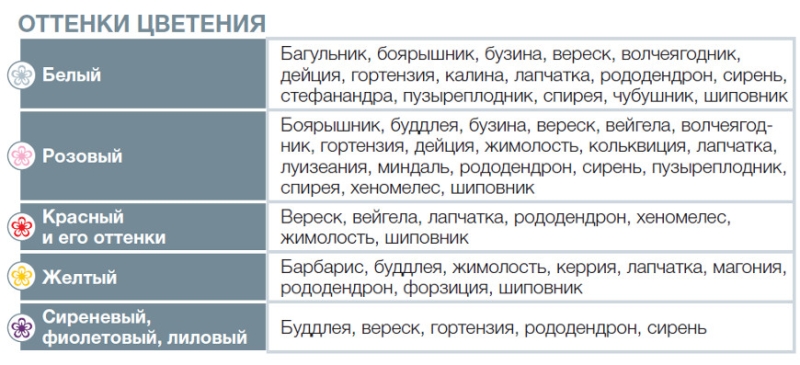 Декоративные кустарники: календарь цветения самых популярных кустарников для вашего сада