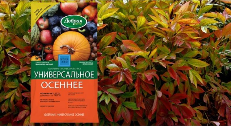 Деление пионов осенью и правильная пересадка деленок