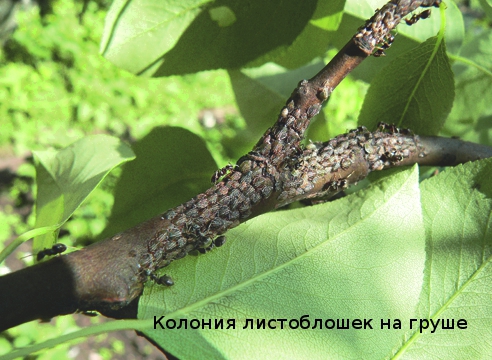Кто обгрызает листья груши и как бороться с вредителями
