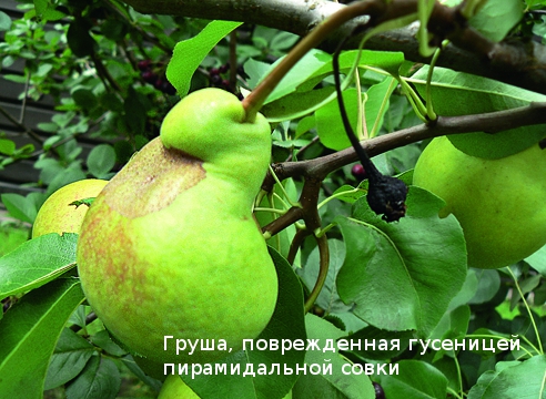 Кто обгрызает листья груши и как бороться с вредителями