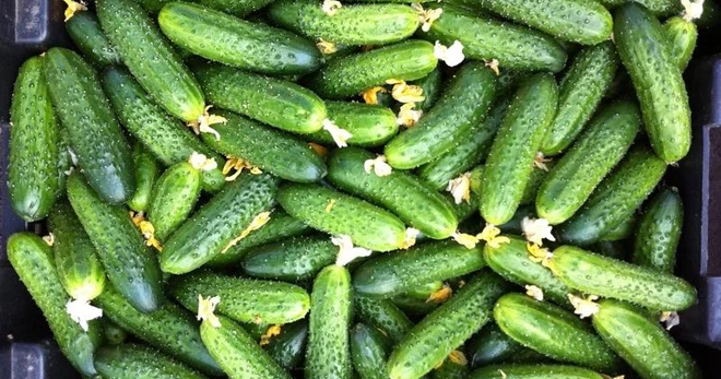 Огурцы Кураж: описание, особенности посадки и ухода