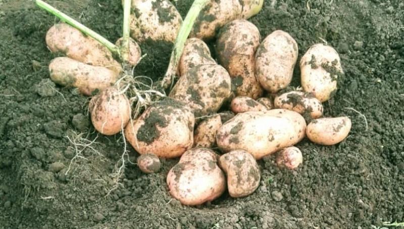 Отзыв о сорте картофеля Белоснежка: опыт выращивания в Липецкой области