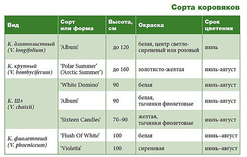Топ-7 самых декоративных видов коровяка для садов средней полосы, идеи для цветников