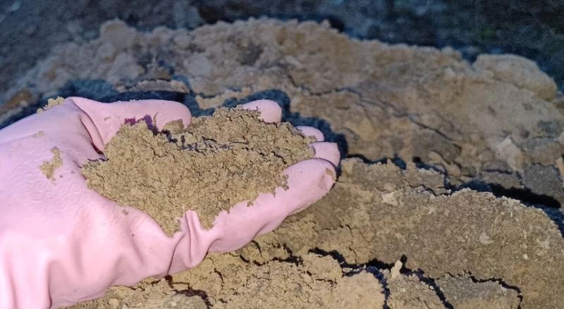 Что добавить в лунку при посадке клубники весной и осенью для роста и обильного урожая