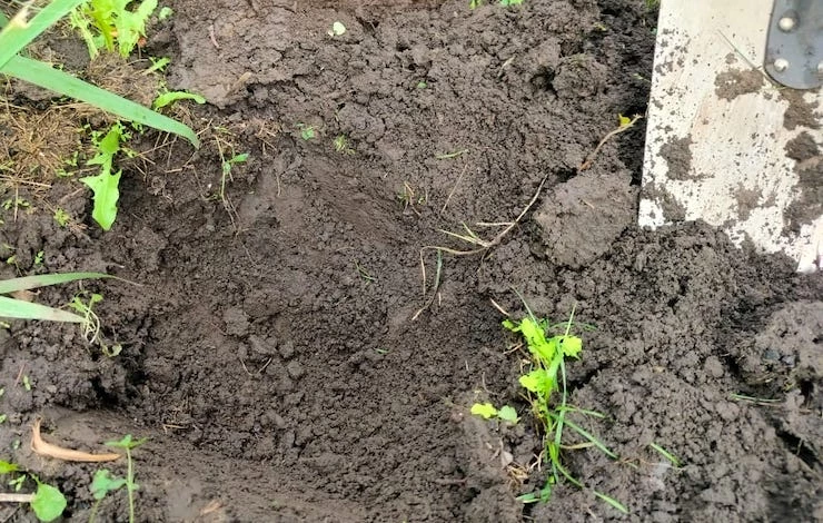 Деление ирисов осенью и посадка в открытый грунт: сроки и правила