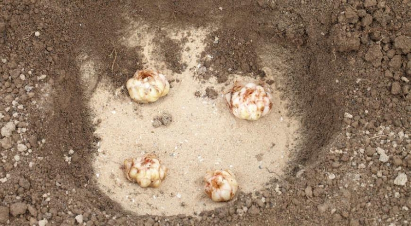 Посадка, пересадка и размножение лилий: все секреты